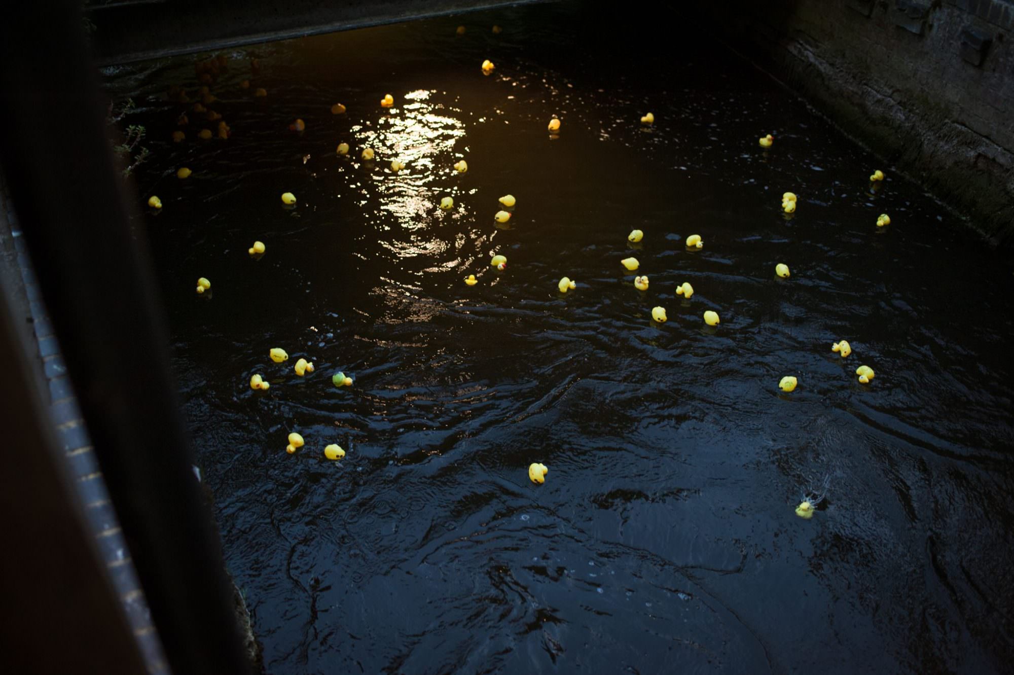 Dorset Duck Race at Sopley Mill wedding day