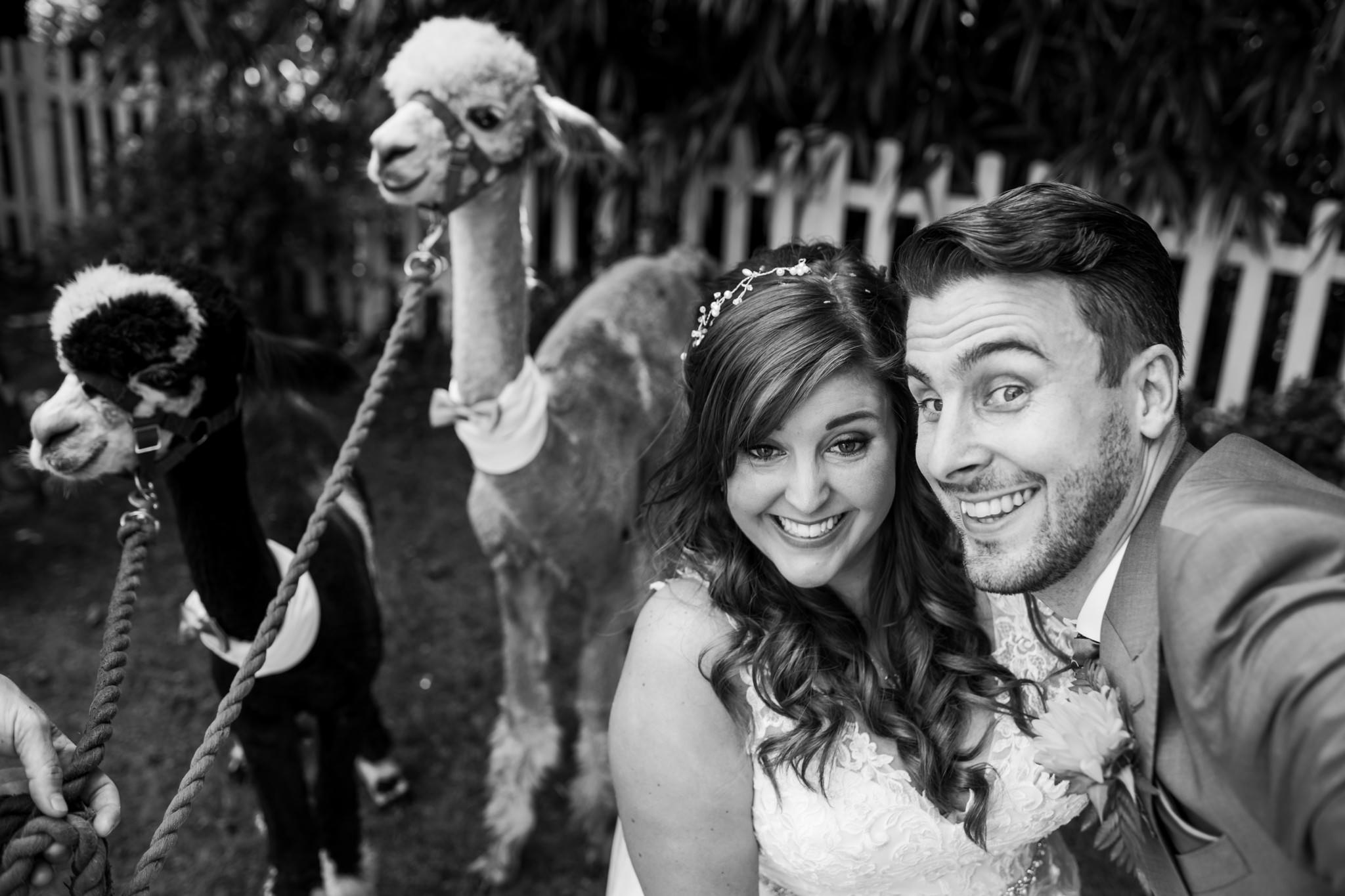 Alpaca wedding selfie at Gordleton Mill